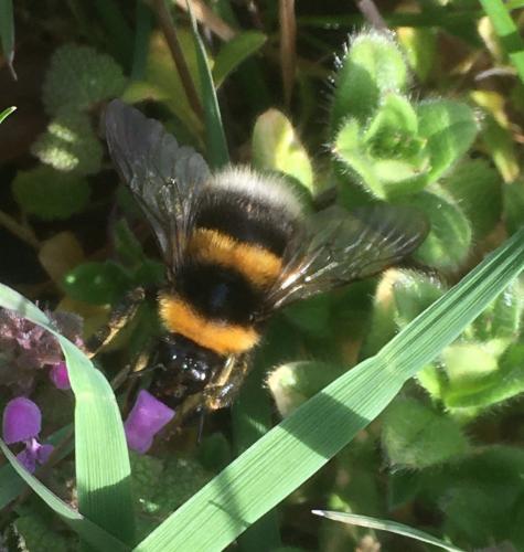 Réf. 277 495 : Bombus hortorum